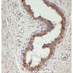 Ribosomal Protein L7a (RPL7A) Antibody