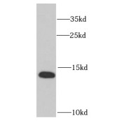 WB analysis of HeLa cells, using RPS12 antibody (1/1000 dilution).