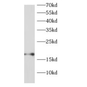 WB analysis of MCF7 cells, using RPS13 antibody (1/1000 dilution).