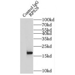 Ribosomal Protein S26 (RPS26) Antibody
