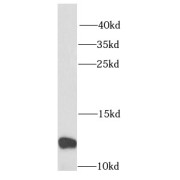 WB analysis of MCF7 cells, using RPS27 antibody (1/1000 dilution).