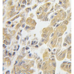 40S Ribosomal Protein S3 (RPS3) Antibody