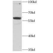 WB analysis of CHO cells, using RPS6KL1 antibody (1/1000 dilution).