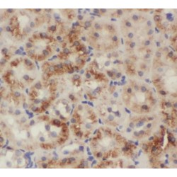 Ribosomal Protein S9 (RPS9) Antibody