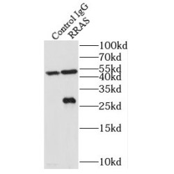 Ras-Related Protein R-Ras (RRAS) Antibody