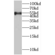 WB analysis of HEK-293 cells, using RRP1 antibody (1/500 dilution).