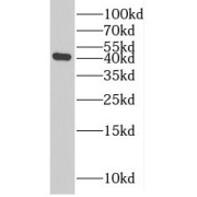 WB analysis of mouse thymus tissue, using RRP7A antibody (1/1000 dilution).