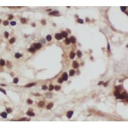 RTN4 / NOGO Antibody