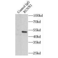 Runt Related Transcription Factor (RUNX1) Antibody