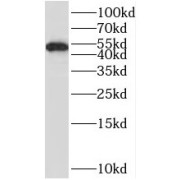 WB analysis of mouse liver tissue, using RUNX1 antibody (1/500 dilution).