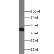 WB analysis of HEK-293 cells, using RUVBL1 antibody (1/1000 dilution).