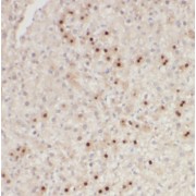 IHC-P analysis of human liver tissue, using RWDD3 antibody (1/50 dilution).