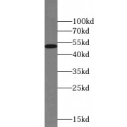 WB analysis of MCF7 cells, using RXRA antibody (1/600 dilution).