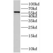 WB analysis of NIH/3T3 cells, using RXRB antibody (1/500 dilution).