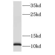 WB analysis of MCF-7 cells, using S100A13 antibody (1/300 dilution).
