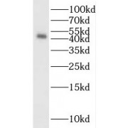 WB analysis of HeLa cells, using S1PR2 antibody (1/600 dilution).