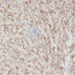 Serum Amyloid A-4 Protein (SAA4) Antibody