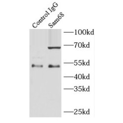 Sam68 Antibody