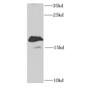 WB analysis of K-562 cells, using SAP18 antibody (1/1000 dilution).