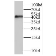 WB analysis of HepG2 cells, using SAPK4 antibody (1/300 dilution).