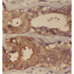 Selenocysteine Lyase (SCLY) Antibody