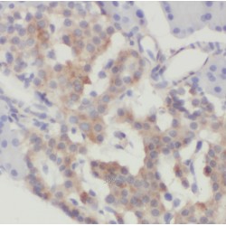 Secernin 3 (SCRN3) Antibody