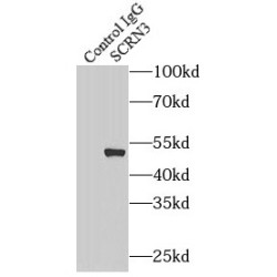 Secernin 3 (SCRN3) Antibody