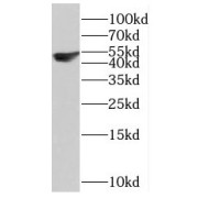 WB analysis of HepG2 cells, using SCRN3 antibody (1/500 dilution).