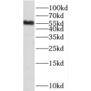 WB analysis of HepG2 cells, using SDSL antibody (1/700 dilution).