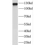 WB analysis of HeLa cells, using SEC23IP antibody (1/1000 dilution).