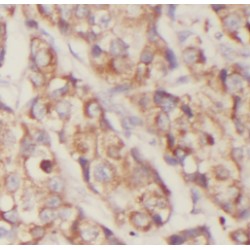 Exocyst Complex Component 2 (EXOC2) Antibody