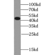 Western blot analysis of Transfected HEK-293 cells, using SEMG1 antibody (1/1000 dilution).