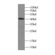 WB analysis of Jurkat cells, using SEPT1 antibody (1/600 dilution).