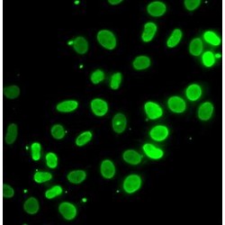 Septin 7 (SEPTIN7) Antibody