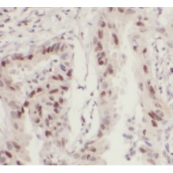 Septin 7 (SEPTIN7) Antibody