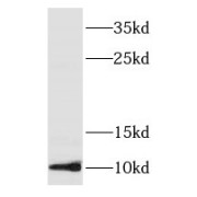 WB analysis of HepG2 cells, using SERF2 antibody (1/500 dilution).