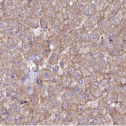 Serine Incorporator 1 (SERINC1) Antibody