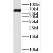 WB analysis of HeLa cells, using SERINC1 antibody (1/100 dilution).