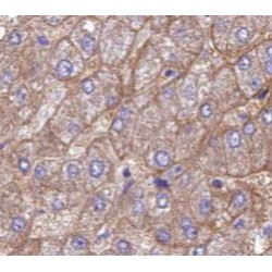 Protein Z Dependent Protease Inhibitor (SERPINA10) Antibody