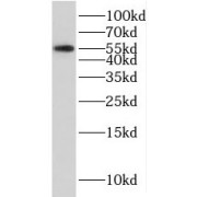 WB analysis of mouse pancreas tissue, using SERPINI2 antibody (1/400 dilution).