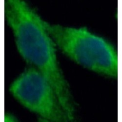 Sestrin 2 (SESN2) Antibody