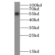 WB analysis of HEK-293 cells, using Sestrin2 antibody (1/1000 dilution).