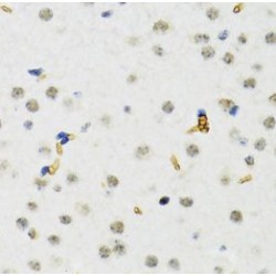 SET Domain Bifurcated 1 (SETDB1) Antibody