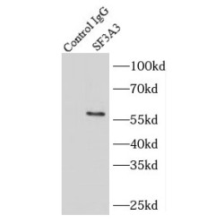 Splicing Factor 3A Subunit 3 (SF3A3) Antibody