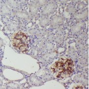 IHC-P analysis of human kindey tissue, using SFXN2 antibody (1/100 dilution).