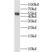 WB analysis of human heart tissue, using SGMS1 antibody (1/300 dilution).