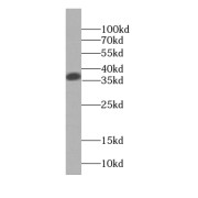 WB analysis of HepG2 cells, using SGTA antibody (1/4000 dilution).