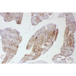 SH2B Adaptor Protein 1 (SH2B1) Antibody