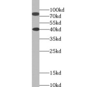 WB analysis of HEK-293 cells, using SH2B1 antibody (1/600 dilution).