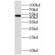 WB analysis of HT-1080 cells, using SH3D19 antibody (1/500 dilution).